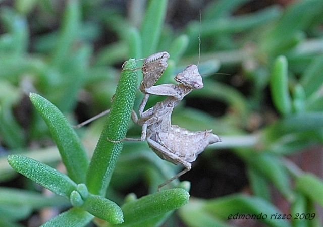 Ameles spallanziana da confermare